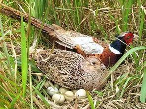 如何防止野鸡吃瓜,有效防止野鸡偷食瓜果的实用策略  第2张